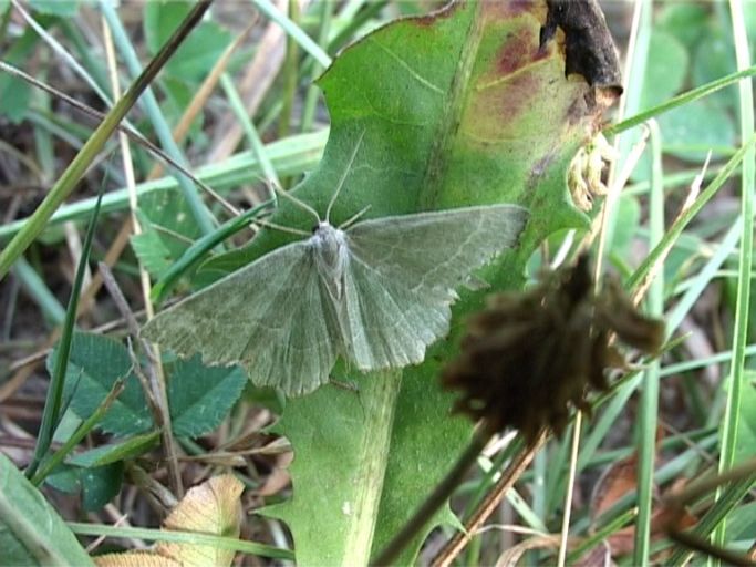 Gebüsch-Grünspanner ( Hemithea aestivaria ) : Kaiserstuhl, 19.07.2006